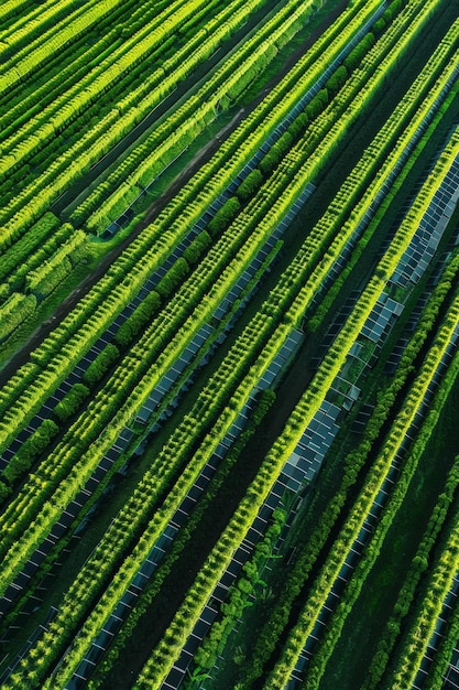 Foto testemunha da integração harmoniosa da tecnologia de painéis solares uma quinta agrícola verde e exuberante