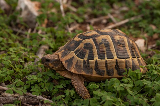 Testudinos - Schildkröten oder Chelonianer bilden eine Ordnung von Reptilien.