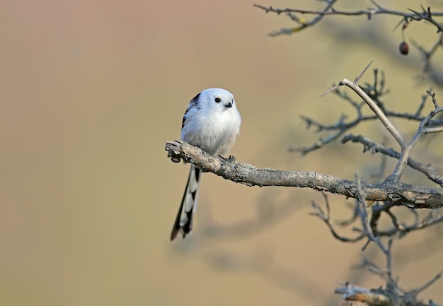 Teta de cola larga o bushtit de cola larga (Aegithalos caudatus) se sienta en una rama de arbusto de espino contra una de frutos rojos y cielo