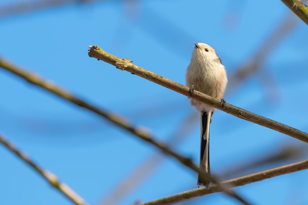 Teta de cola larga en rama (Aegithalos caudatus) Pajarito lindo