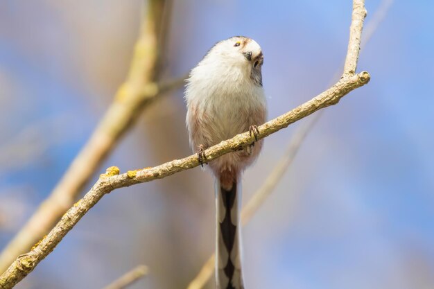 Teta de cola larga en rama (Aegithalos caudatus) Pajarito lindo