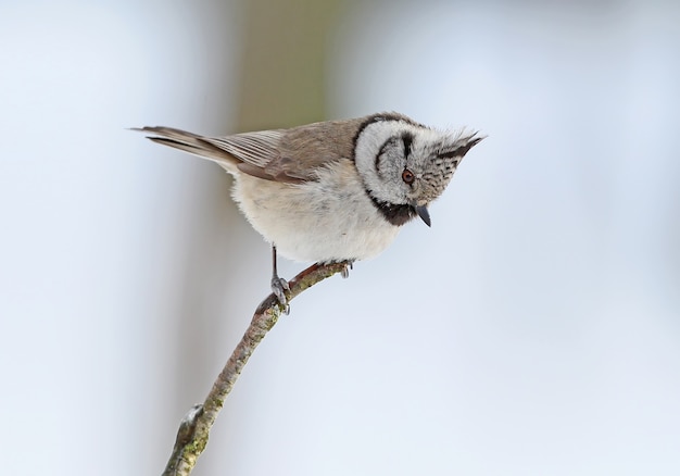 Teta crestada europea