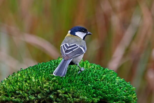 Teta parus menor aves da tailândia