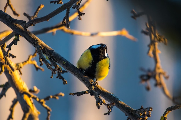 una teta se sienta en un árbol en invierno frío