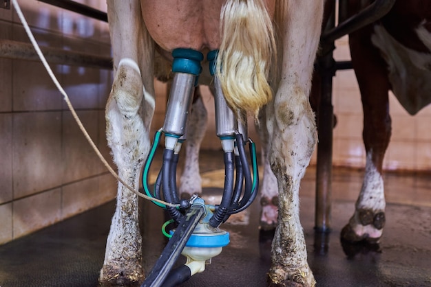 Tetas de uma vaca conectadas a uma máquina de ordenha em uma fazenda de gado leiteiro