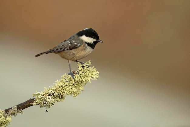 Tete de carvão em uma floresta de carvalhos e faias da Euro-Sibéria às primeiras luzes da manhã