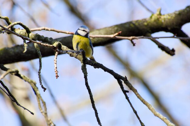 La tetita azul de Eurasia se alza en una rama de un árbol.