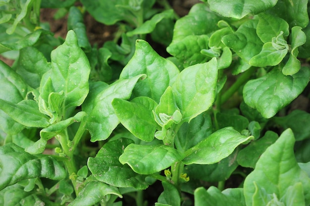 Tetragonia tetragonioides espinafre da nova zelândia crescendo no jardim