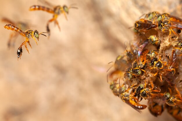 Tetragonisca angustula jatai bess en vuelo cerca - abeja sin aguijón
