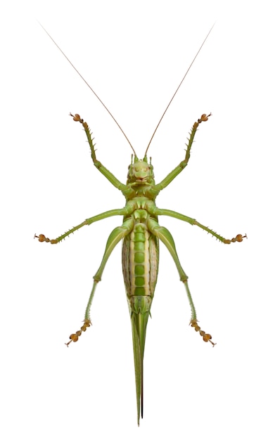 Tettigonia viridissima - grande grilo-arbusto verde, é uma espécie de grilo-arbusto