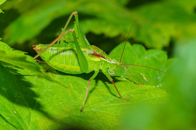 Foto tettigonia viridissima o grande grilo verde é uma grande espécie de gafanhoto ou grilo belo