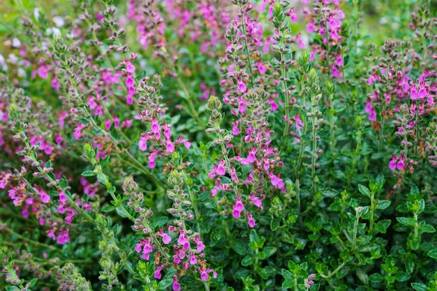 Teucrium lucydris plantas inflorescência rosa Erva medicinal