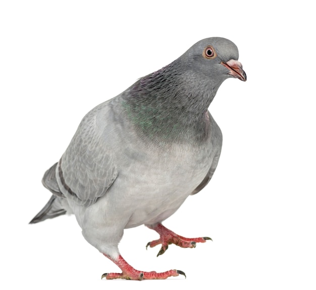 Foto texan pioneer pigeon walking, isolado no branco