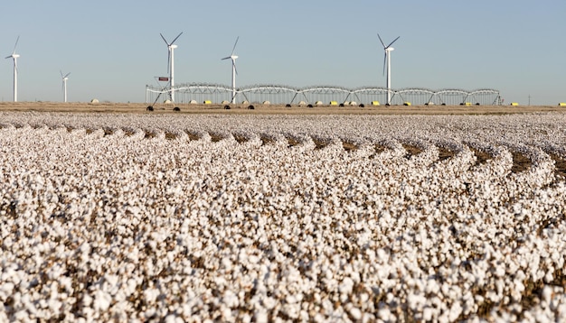 Texas Cotton Filed Textile Landwirtschaft Green Energy Windturbinen