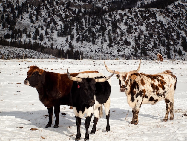 Texas-Longhorn auf der Farm in Silverthorne, Colorado.