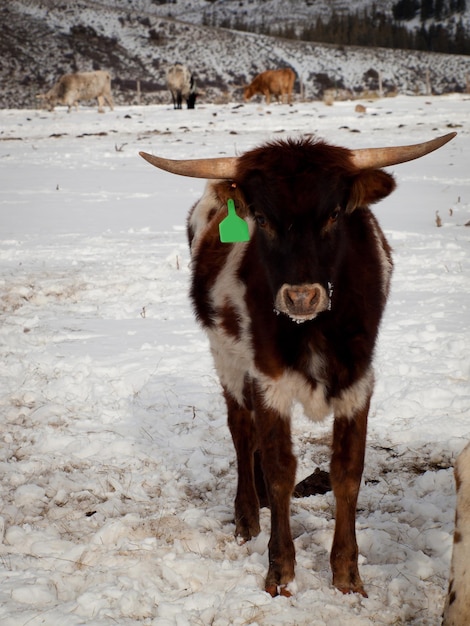 Foto texas-longhorn auf der farm in silverthorne, colorado.