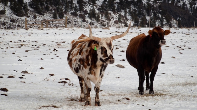 Texas longhorn en la granja en Silverthorne, Colorado.