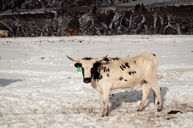 Texas longhorn en la granja en Silverthorne, Colorado.