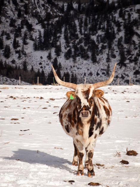 Texas longhorn en la granja en Silverthorne, Colorado.