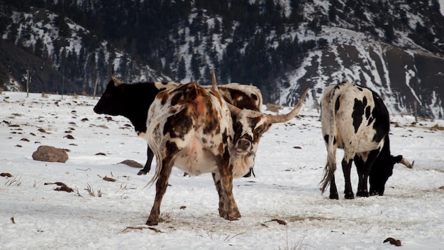 Texas longhorn en la granja en Silverthorne, Colorado.