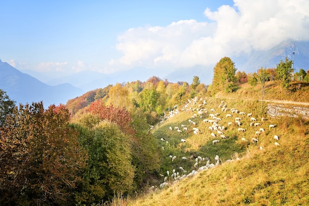 Foto texel cruz oveja - oveja - en una exuberante pradera verde en otoño. rebaño de ovejas en los pastos, italia.