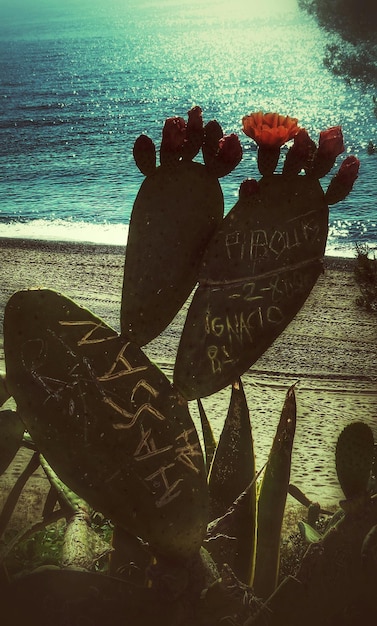 Foto text auf kaktus am strand