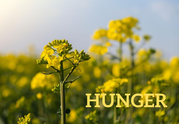 Text HUNGER gegen defokussierte Landwirtschaft Feldbotschaft Globale Hunger-Nahrungsmittelkrisen-Inflation