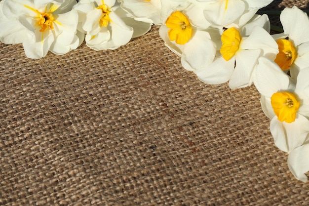 textilstoffhintergrund mit weißen narzissenblumen
