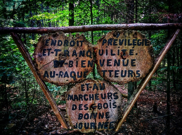 Foto texto sobre troncos de árvores na floresta