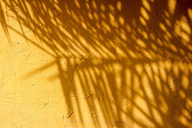 Textuer abstrato da folha das sombras em uma parede concreta