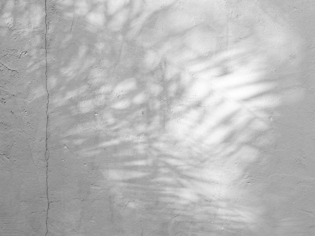 Textuer preto e branco do fundo abstrato da folha das sombras em uma parede concreta