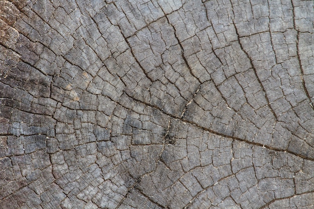 Textur aus Rindenholz