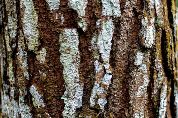 Textur der alten Kiefernrinde. Holzhautstruktur.