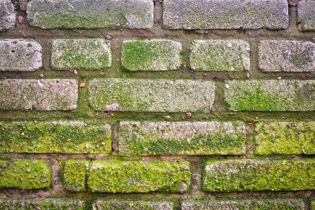 Textur der alten Mauer bedeckt grünes Moos