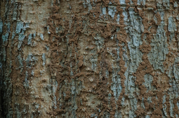 Textur der Baumrinde