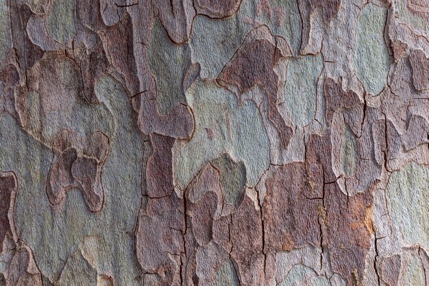 Foto textur der bergahorn-baumrinde