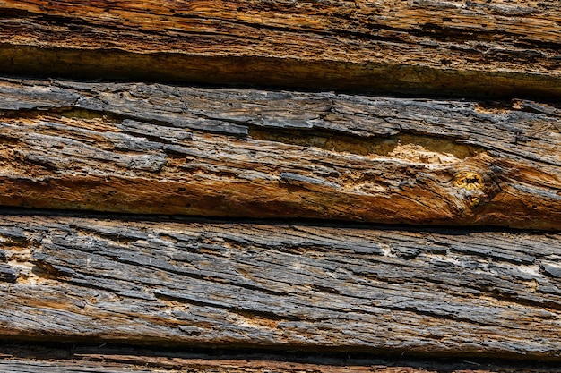 Textur der durch Holzschädlinge beschädigten Baumstämme Holzmuster für den Hintergrund