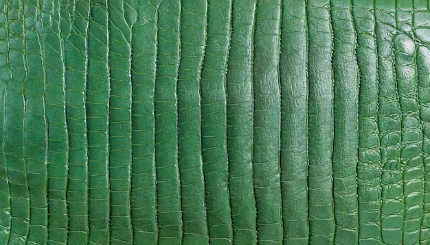 Textur der grünen Krokodilhaut