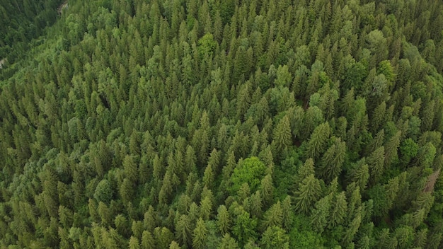 Textur der grünen Tannenbäume Luftbild