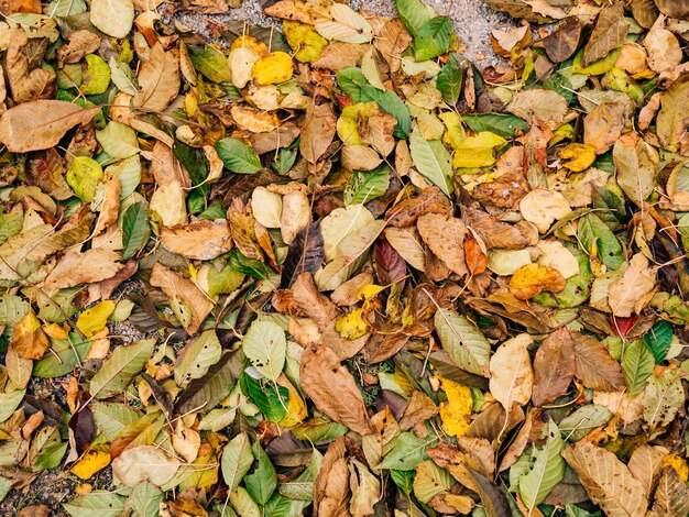 Textur der Herbstblätter gelb gefallene Blätter auf dem Boden