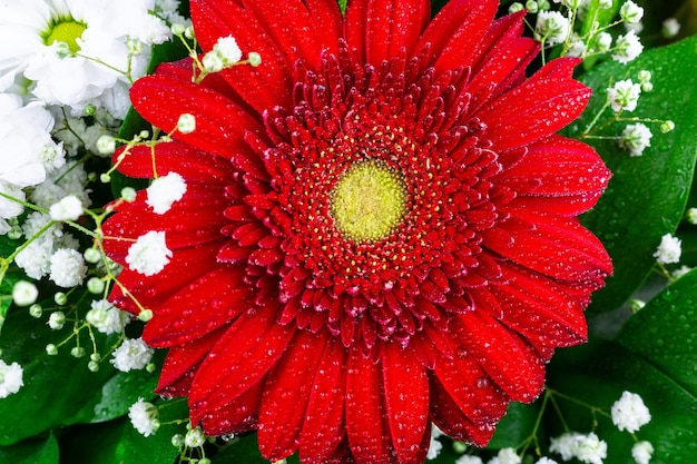 Textur der roten Gerbera