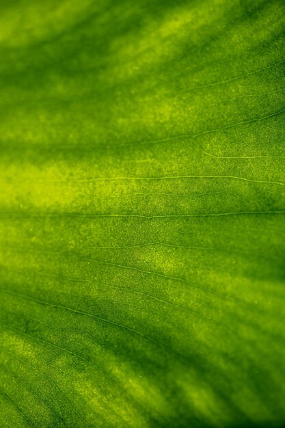 Textur des grünen Blattes