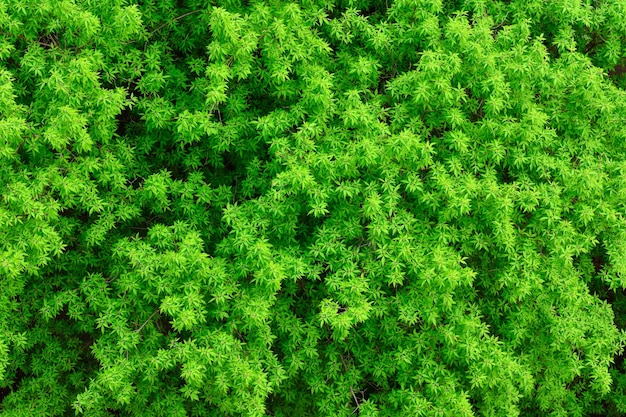 Textur des Laubes der Bäume, Hintergrundgrünlaub