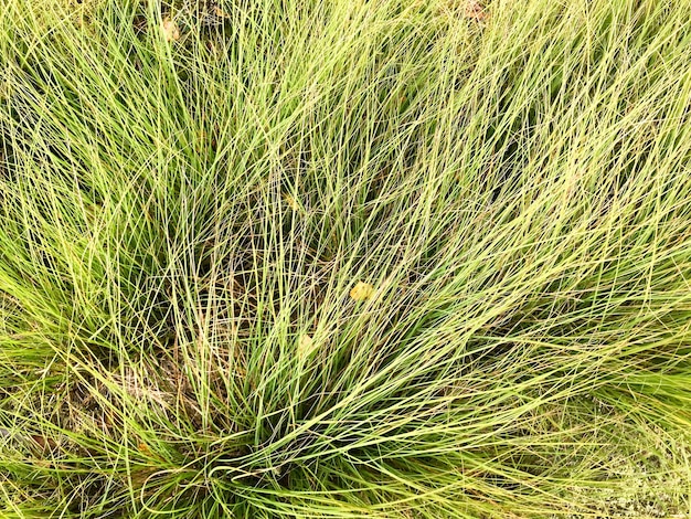 Textur des schönen grünen langen, dünnen, flauschigen, ungewöhnlichen Naturrasens Der Hintergrund