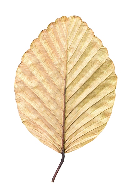 Textur des trockenen braunen Blattes lokalisiert auf Weiß