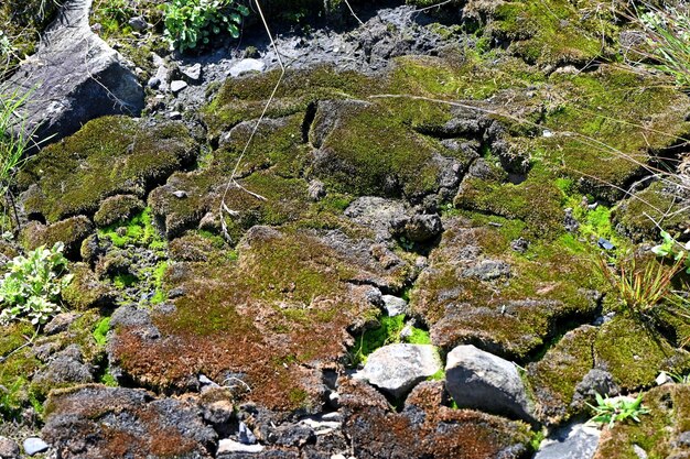 Foto textur des trockenen mooses auf bergfelsen klimawandel und globale erwärmung ökologische katastrophe