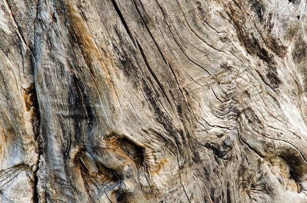 Textur eines alten Baumes ohne Rindennahaufnahme