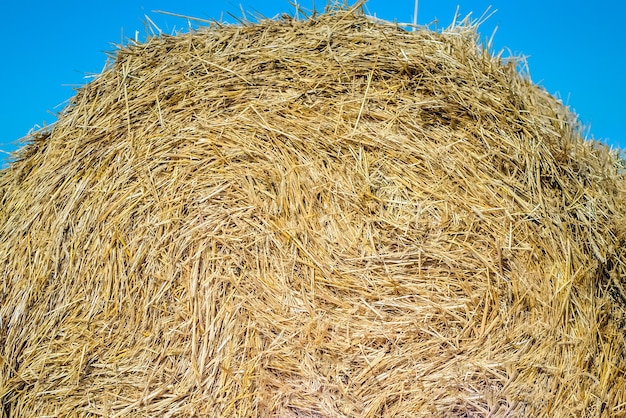 Textur eines gelben Heuhaufens vor blauem Himmel aus nächster Nähe