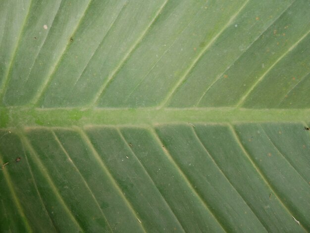 Textur grüne Blätter
