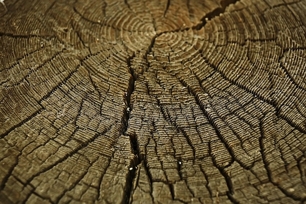 Textur Hintergrund Baum geschnitten Jahresringe